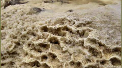 8 Signs of Cyanamid - Signs-of-Cyanamid17.jpg