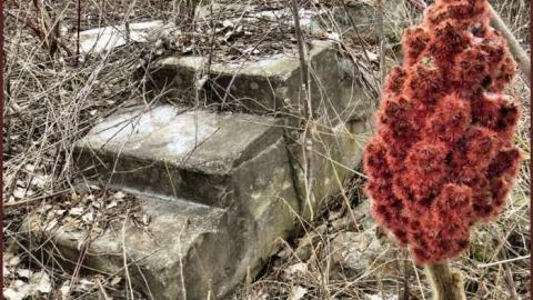 8 Signs of Cyanamid - Signs-of-Cyanamid39.jpg