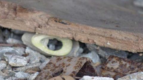 First Timer - Dilapidated-old-house-and-3-barn13.jpg