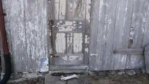 White Paisley photo 4