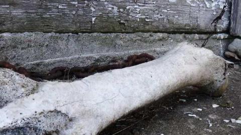 Ooo La La Mon Cherie - Paisley3.jpg