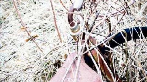 Pretty in Pine - IMG_5102.jpg