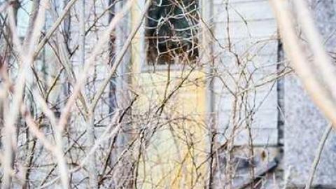 Pretty in Pine - IMG_5103.jpg