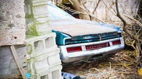 Pretty in Pine - IMG_5106.jpg