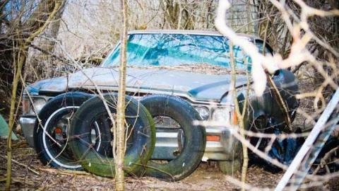 Pretty in Pine - IMG_5132.jpg