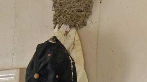 April 8, 2013 - P1010601e.jpg