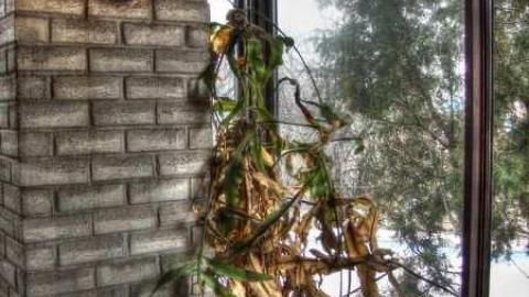 Dixieland Jazzed - Runway-Rundown121.jpg