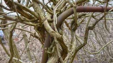 April/13 - DSC_0031.jpg