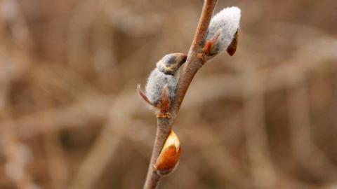 tyrconnell visit - Tyrconnell-(ghost-town)19.jpg
