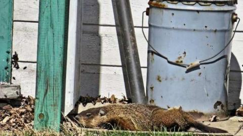 Chippawa Wasting - Kingsbridge-Waiting--Wasting18.jpg