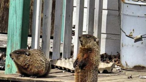 Chippawa Wasting - Kingsbridge-Waiting--Wasting14.jpg