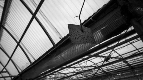 Greentastic - Reesor-Rd-Greenhouse8.jpg