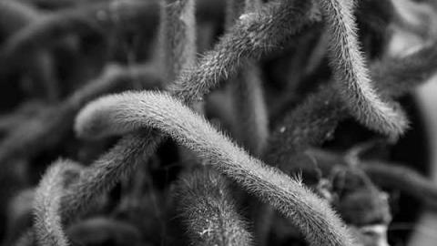 Greentastic - Reesor-Rd-Greenhouse1.jpg