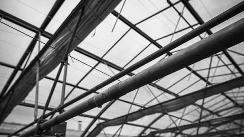 Greentastic - Reesor-Rd-Greenhouse13.jpg