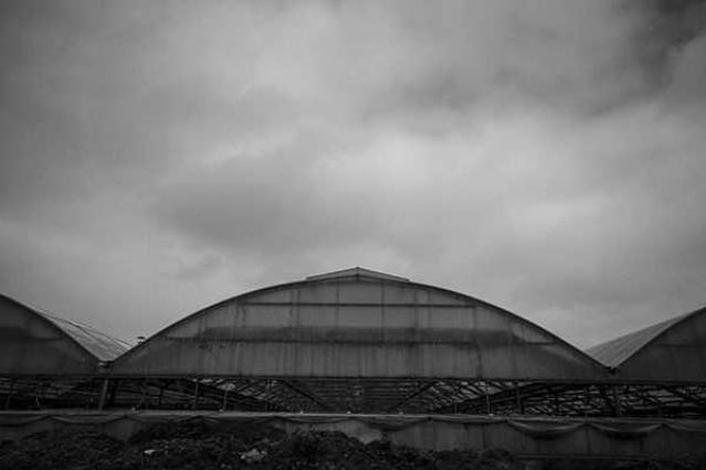 Reesor Rd Greenhouse photo 2