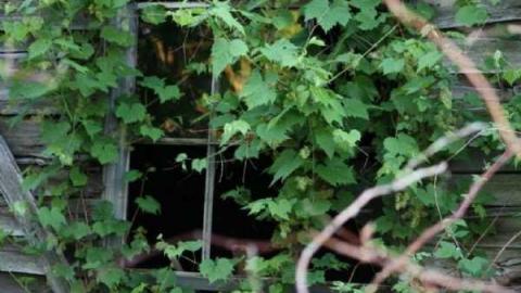 Gallery - Cowl-Homestead20.jpg