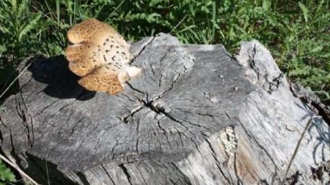 George Phipps House photo 4