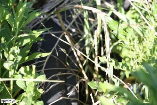 George Phipps House photo 4