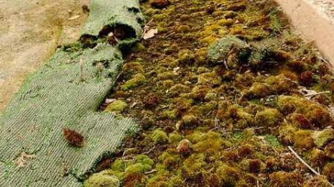 Dystopian Playground - moss.jpg