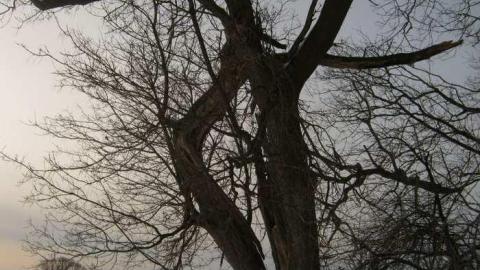 Stone House - Elmvale-Stone-House35.jpg