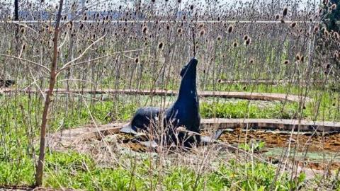 The Jaguar - IMG_6661.jpg