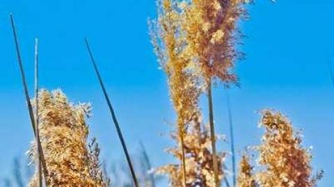 The Jaguar - IMG_6664.jpg