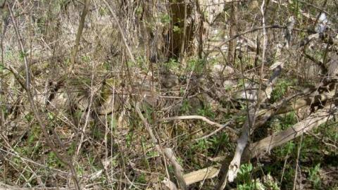 I Found the Mills - Patly-Mill-of-Whitby2.jpg