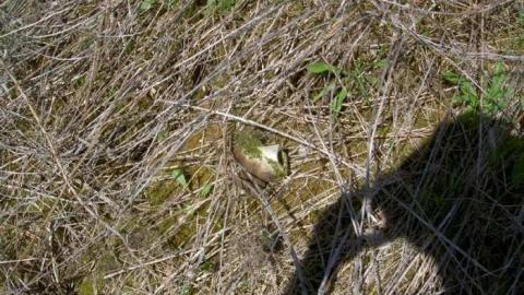 I Found the Mills - Patly-Mill-of-Whitby3.jpg