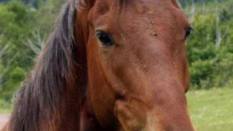 Enfield and Potter Cemetery photo 4