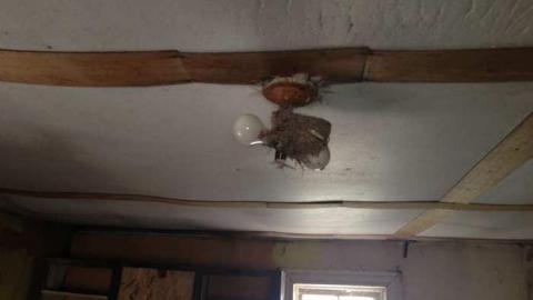 Vulture! - Ruby-Red64.jpg