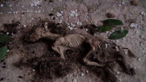 May 2013 - Abandoned-Cat-Lady-House372.jpg