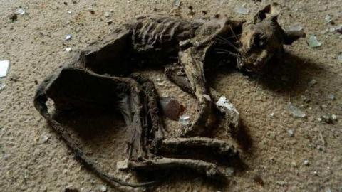 May 2013 - Skinny-the-Cat-Lives-Here15.jpg