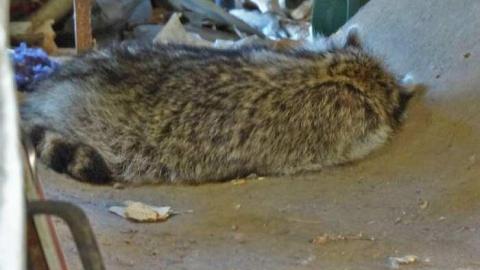 sunny day's on St. Paul - P1020278e.jpg