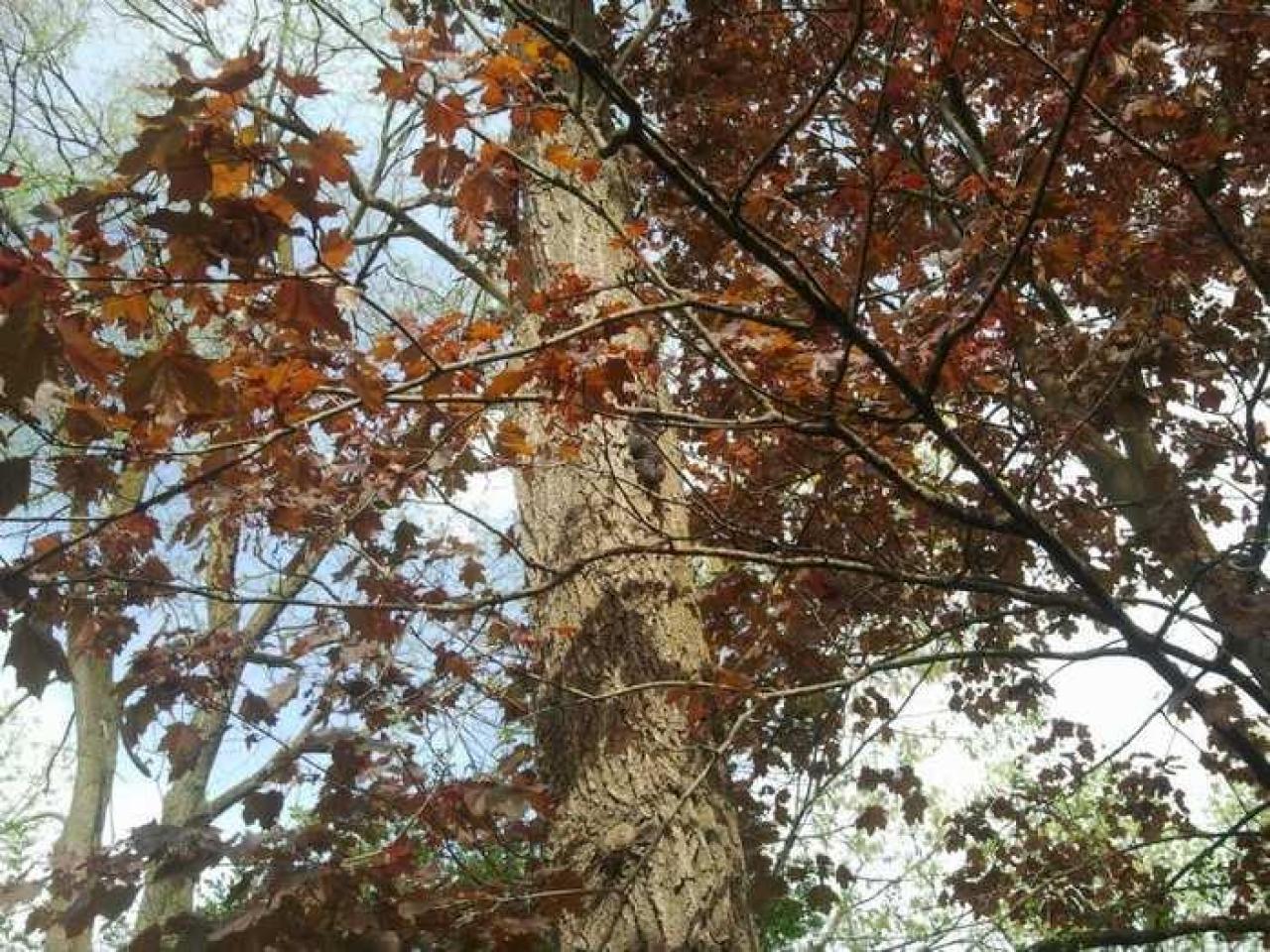 the squirrel is watching - 2013-05-17 16.35.14.jpg