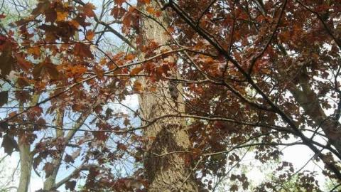 the squirrel is watching - 2013-05-17 16.35.14.jpg