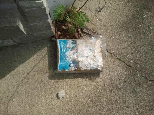 the squirrel is watching - 2013-05-17 16.35.52.jpg