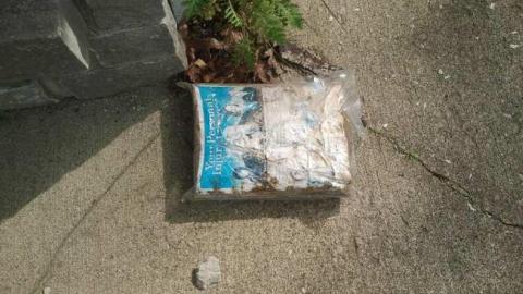 the squirrel is watching - 2013-05-17 16.35.52.jpg