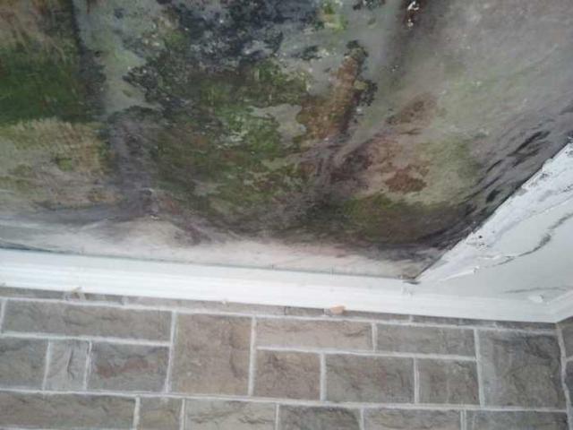 the squirrel is watching - 2013-05-17 16.36.08.jpg