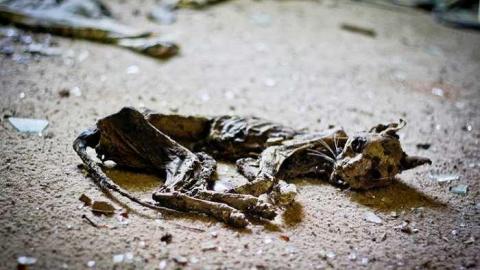 Poor Cat - Skinny-the-Cat-Lives-Here41.jpg