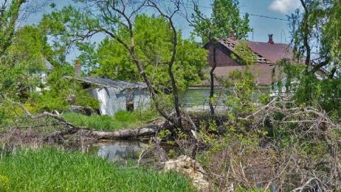 So many trunks - Death-in-the-Mirror1.jpg