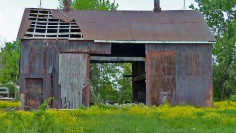 So many trunks - Death-in-the-Mirror2.jpg