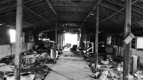 So many trunks - Death-in-the-Mirror22.jpg