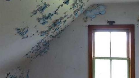 So many trunks - Death-in-the-Mirror29.jpg