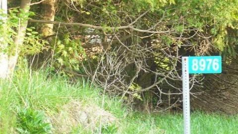 Dunedin Darntootin photo 4