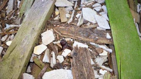 Languished - gtimage.jpg