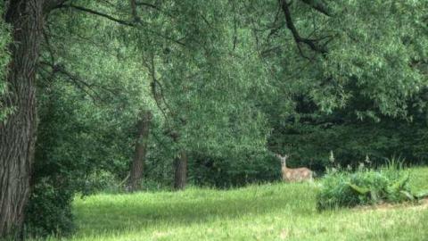 Not a Speck of Decay - 9a.jpg