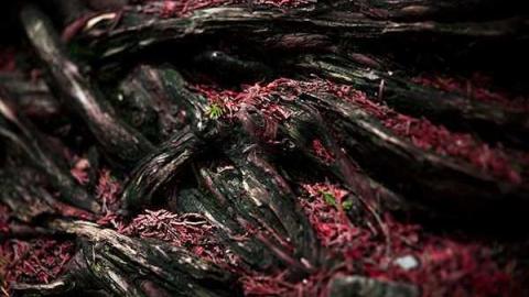 Photo from Woolly Wilderness