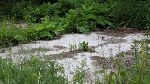 Whitby Special - IMG_2452.jpg