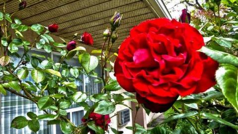 Secret Ops - Prudhommes-Landing-Inn218.jpg