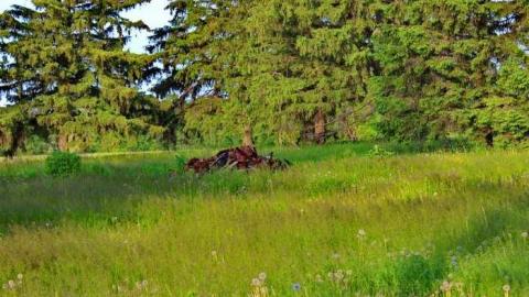 Empty Nest - Shantz-Stone-Survivor15.jpg